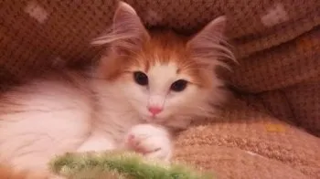 けれる 様のお迎えした子猫