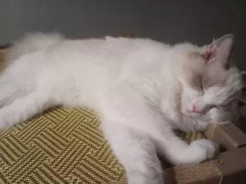 Y.T 様のお迎えした子猫