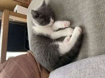H.I 様のお迎えした子猫