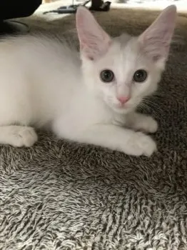 エルのママ 様のお迎えした子猫