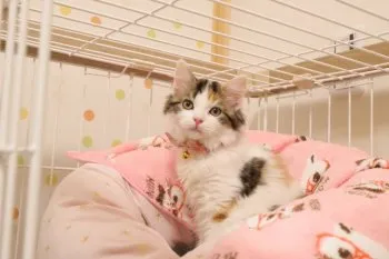s.s 様のお迎えした子猫