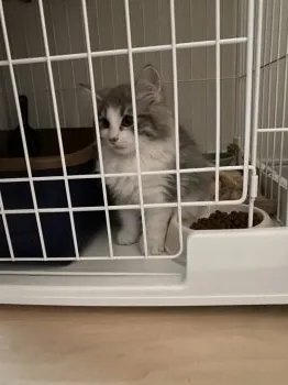 T.T 様のお迎えした子猫