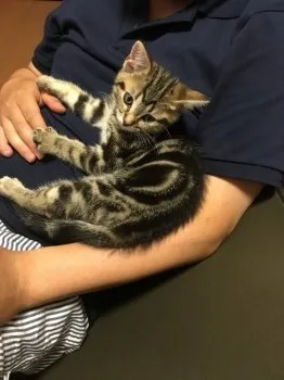 ミツ 様のお迎えした子猫
