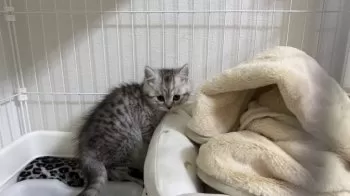 T.M 様のお迎えした子猫