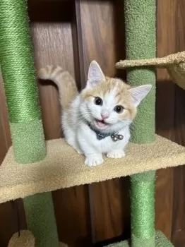 A.O 様のお迎えした子猫