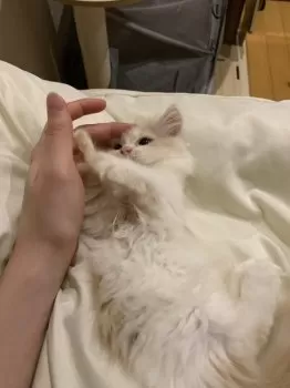 タカ 様のお迎えした子猫