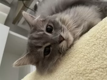 S 様のお迎えした子猫