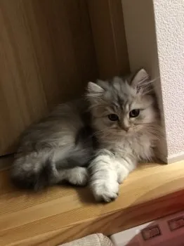 みー 様のお迎えした子猫