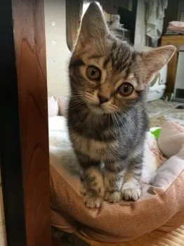 ノンコ 様のお迎えした子猫