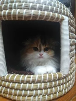 くるみ 様のお迎えした子猫