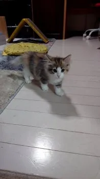 りぼん 様のお迎えした子猫