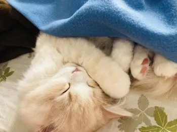 はるか 様のお迎えした子猫