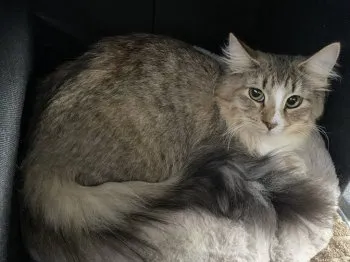 M.O 様のお迎えした子猫