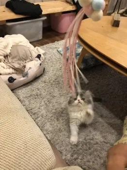 ミエコッチ 様のお迎えした子猫