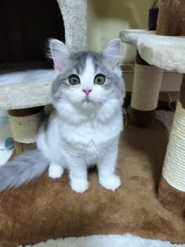 まーさん 様のお迎えした子猫