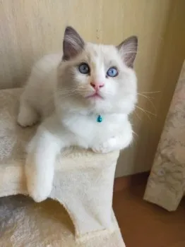 ジルママ 様のお迎えした子猫