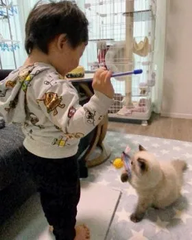 りくママ 様のお迎えした子猫