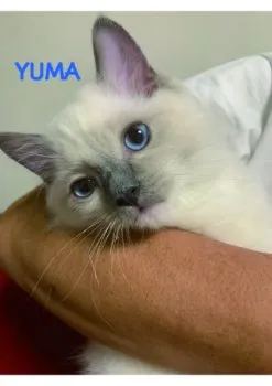 ユーマ 様のお迎えした子猫
