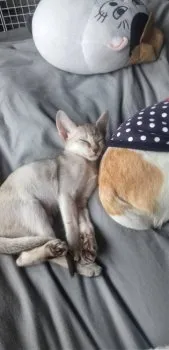 ママショコ 様のお迎えした子猫