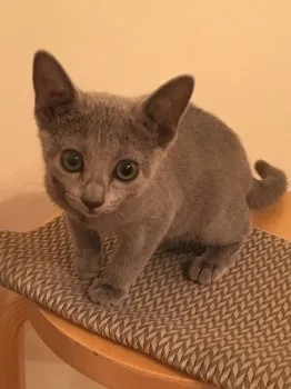 トト 様のお迎えした子猫