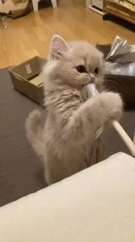 ヨガLana 様のお迎えした子猫