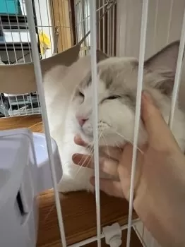 M.K 様のお迎えした子猫