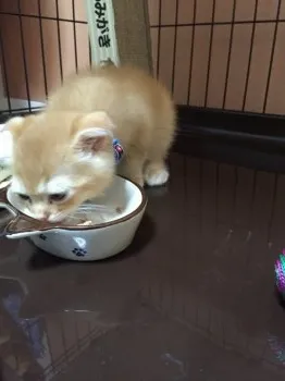 コロ 様のお迎えした子猫