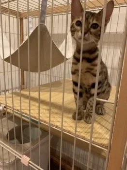 S.H 様のお迎えした子猫
