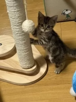 凛 様のお迎えした子猫
