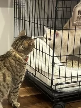 　あられファミリー 様のお迎えした子猫