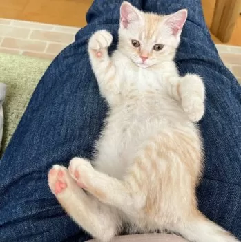 わたなべ 様のお迎えした子猫