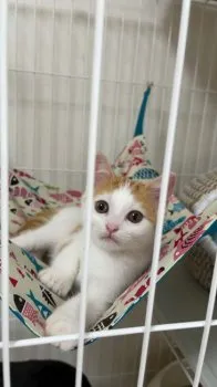 N 様のお迎えした子猫