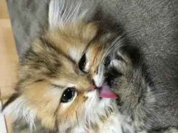 モコちゃんの新しい家族 様のお迎えした子猫