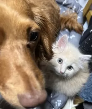 たまこ 様のお迎えした子猫