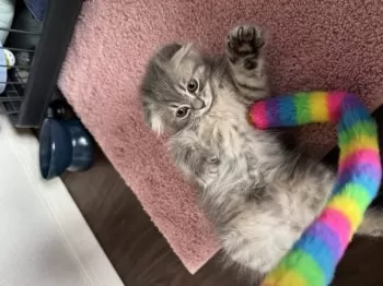 Y.N 様のお迎えした子猫