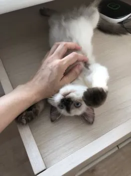 O 様のお迎えした子猫