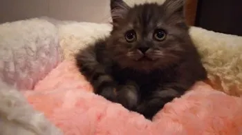 クニクニ 様のお迎えした子猫