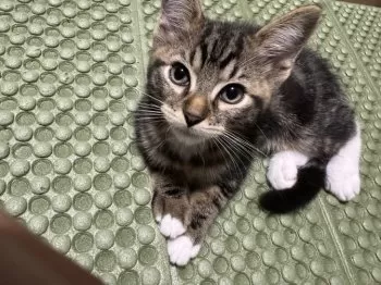 chao 様のお迎えした子猫