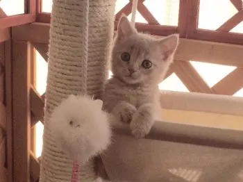 なるとも 様のお迎えした子猫