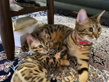 こた 様のお迎えした子猫
