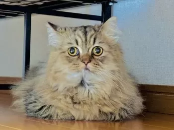 A.S 様のお迎えした子猫