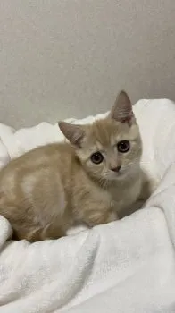 A.N 様のお迎えした子猫