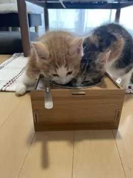りえラテ 様のお迎えした子猫