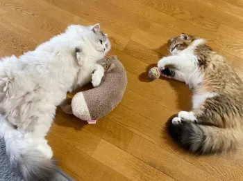 シエル&ティティ 様のお迎えした子猫