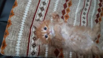 A.K 様のお迎えした子猫