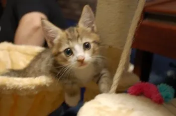 Sigu 様のお迎えした子猫