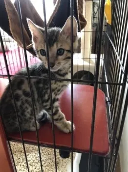 湊(ソウ) 様のお迎えした子猫