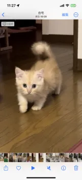 姫 様のお迎えした子猫