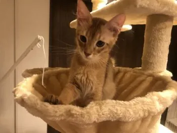 saja 様のお迎えした子猫