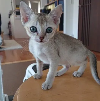 h.s 様のお迎えした子猫